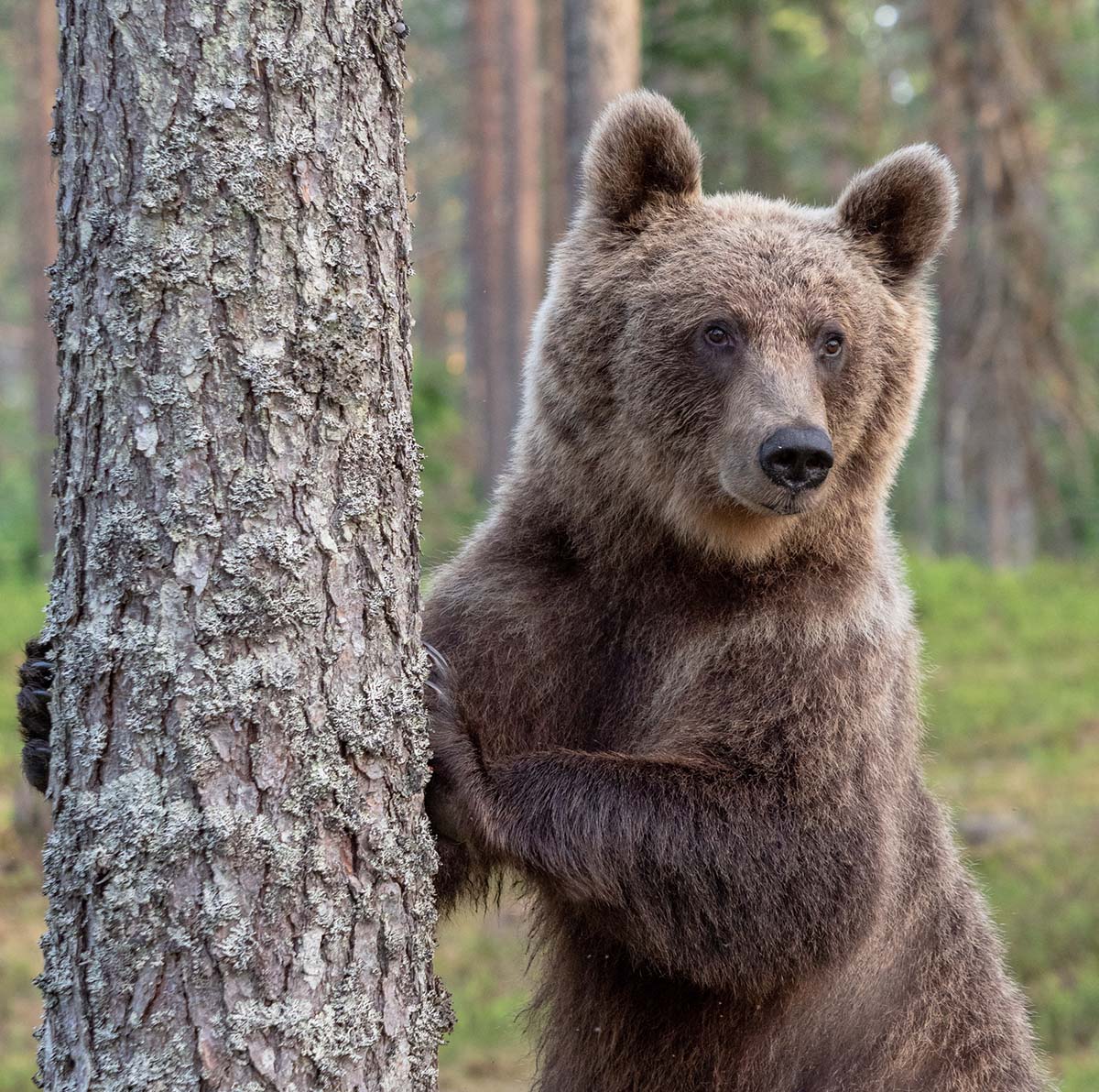 Standing Bear in Finland