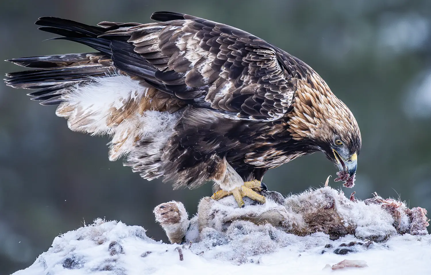 Golden Eagle feeding