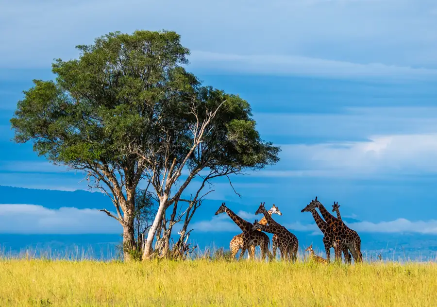 Giraffe with Acacia tree