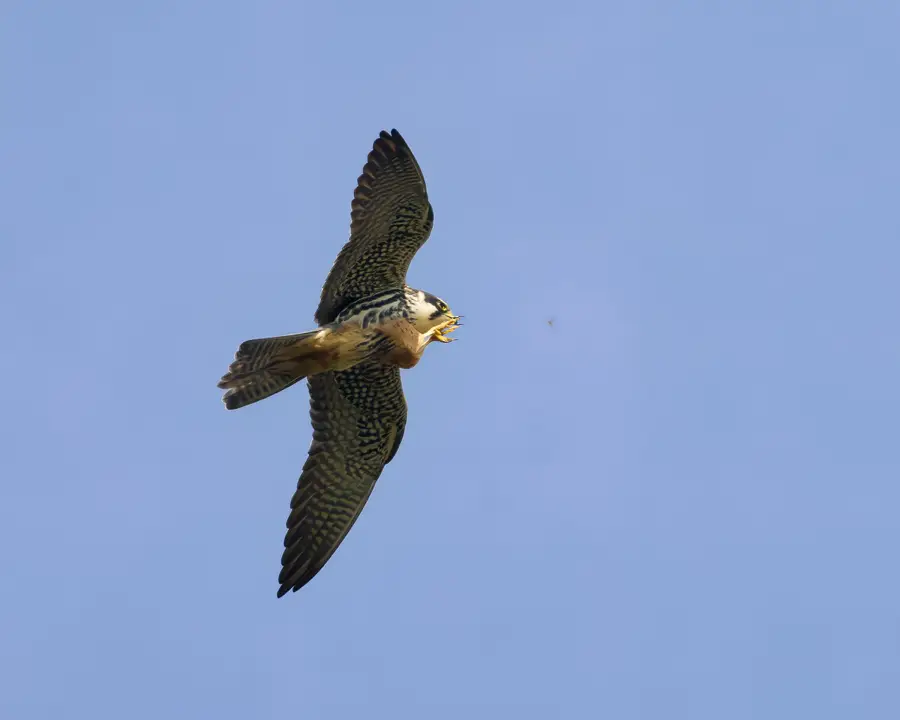 Hobby hunting in Somerset