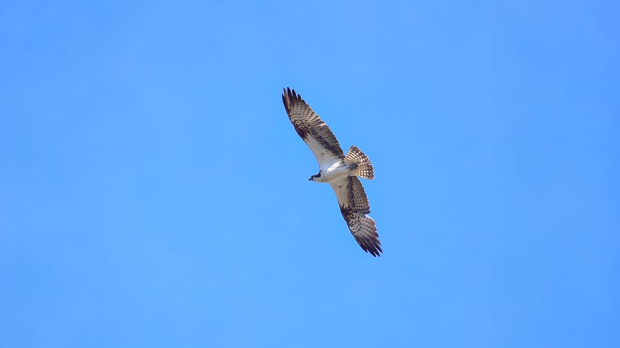 Osprey over Spey Bay