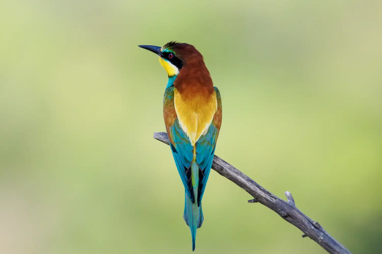 Bee-Eater