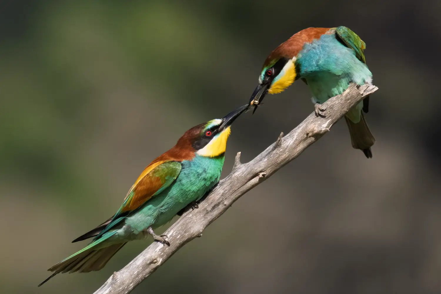 Bee-Eater
