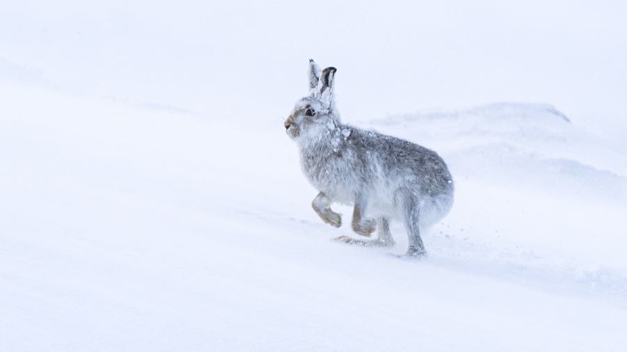Mountain Hare in a snowy wilderness