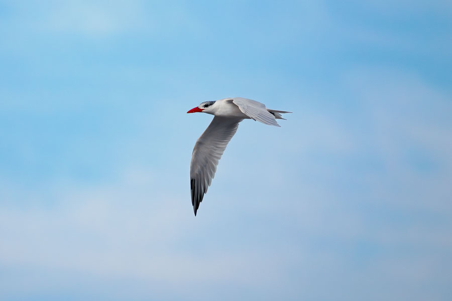 Optimised image of Caspian Tern