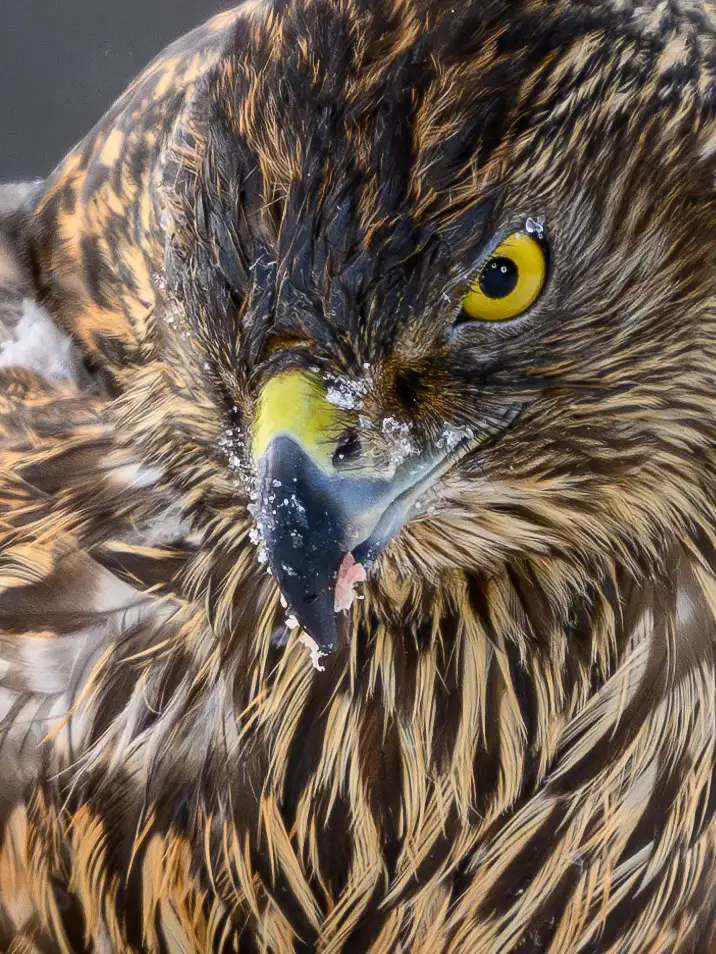 Goshawk detail