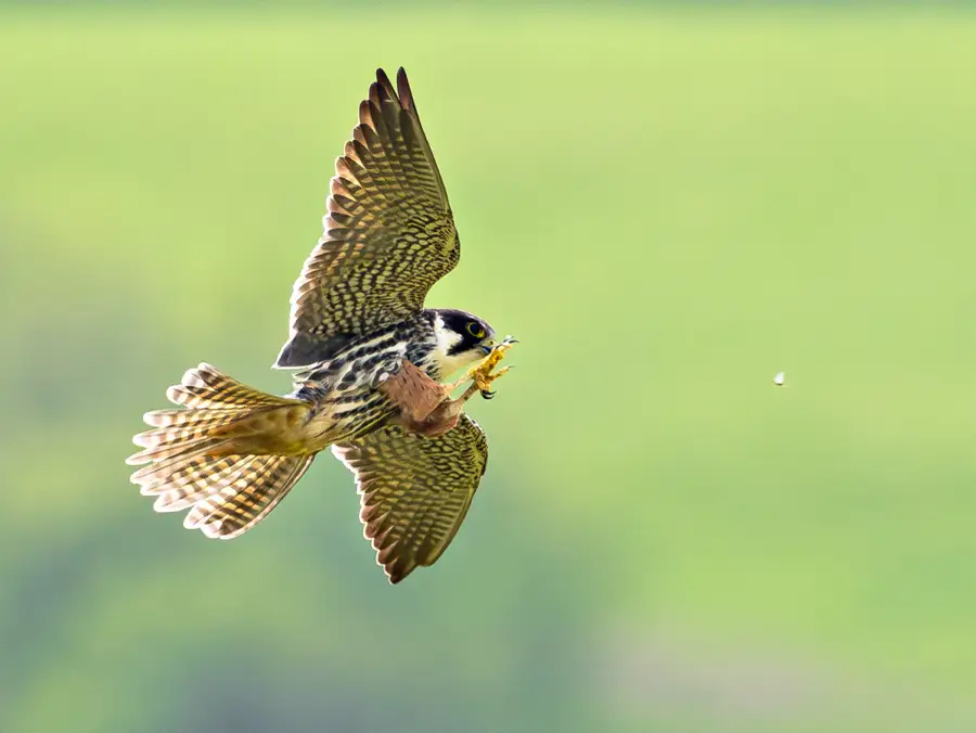 Hobby hunting in Somerset