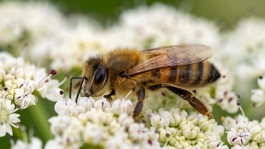 Bee at 1:1 Macro