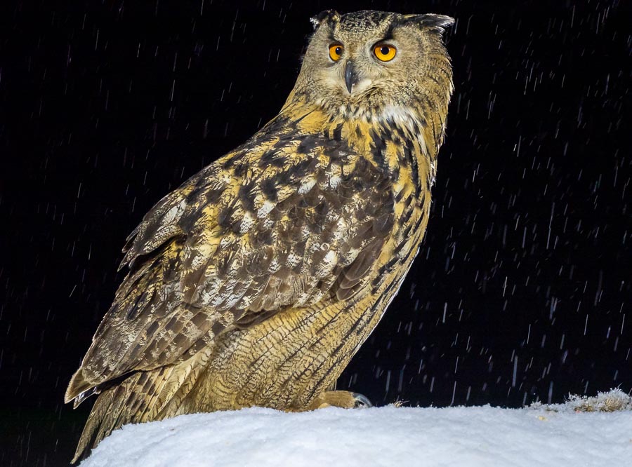 Eagle Owl in Snow