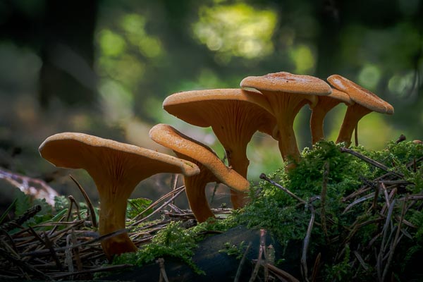 False Chaterelle mushrooms
