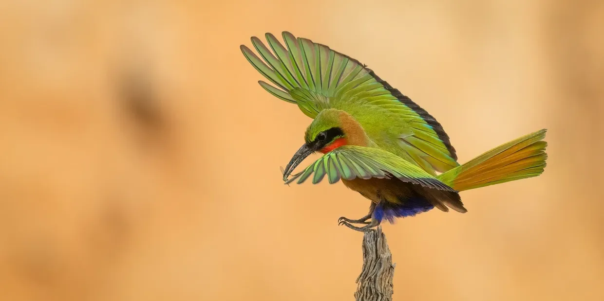 bee-eater in the Gambia