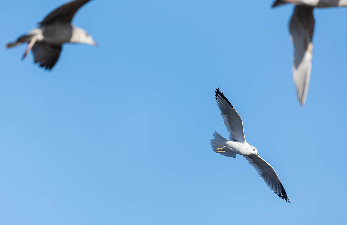 EOS R6 AF tracking an individual gull through a flock of gulls whirling in the sky