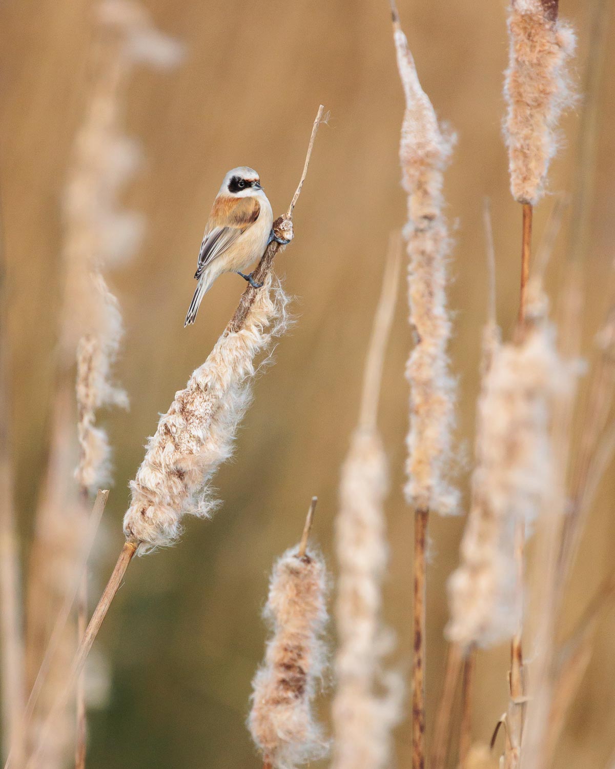 Penduline Tit